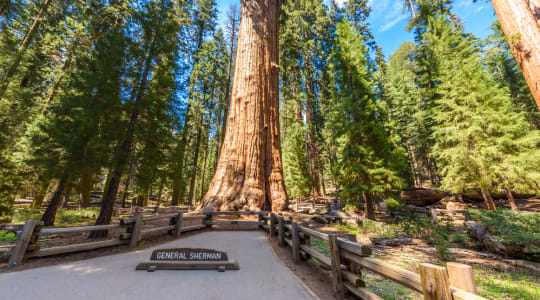 Photo of Sequoia National Park