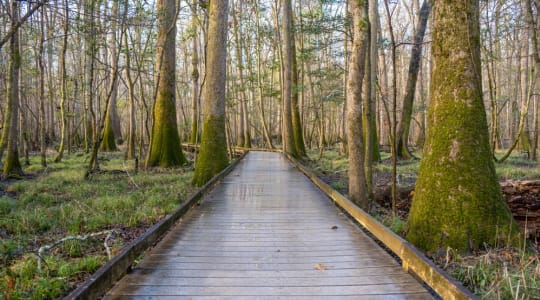 Photo of Congaree National Park