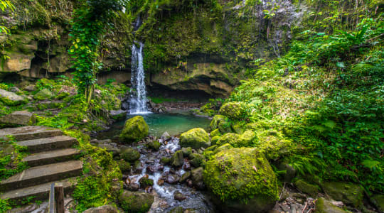 Photo of Emerald Pool Dominica