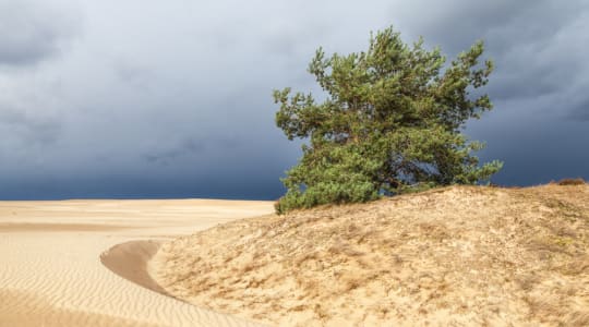 Photo of Nationaal Park De Hoge Veluwe