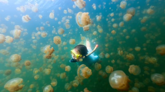 Photo of Jellyfish Lake