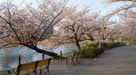 Photo of Ueno Park