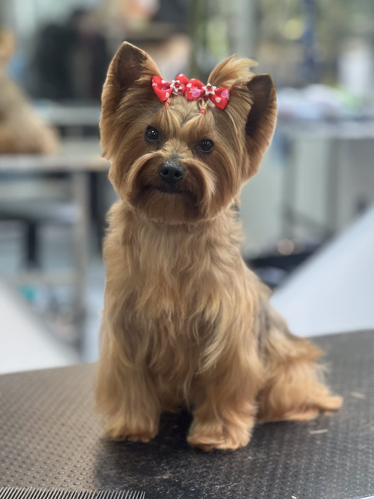 Rey Groomer | Mauro Reyes - Peluquería Canina