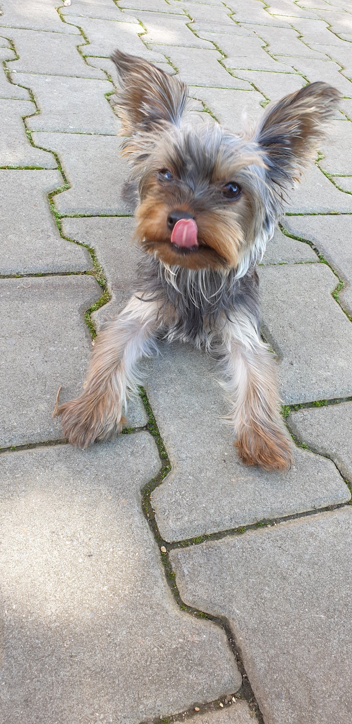 Salon Canin Bella