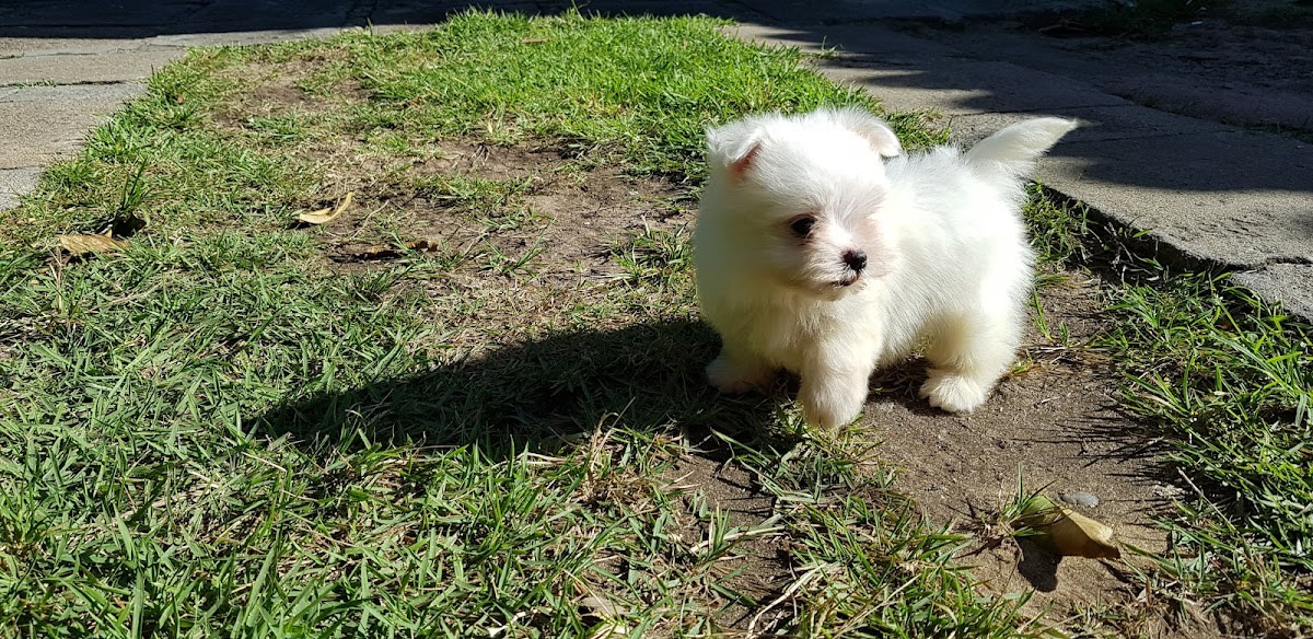 Salon Pet Groomer - Banho e Tosa