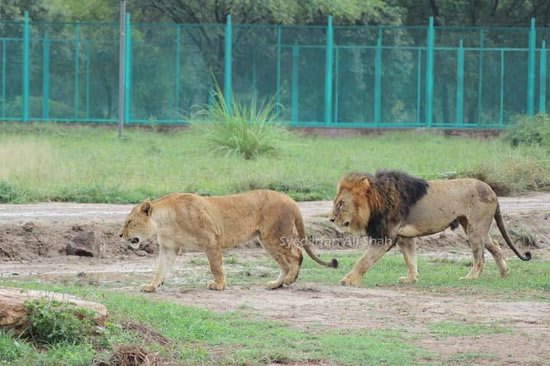 Lahore Wildlife Park