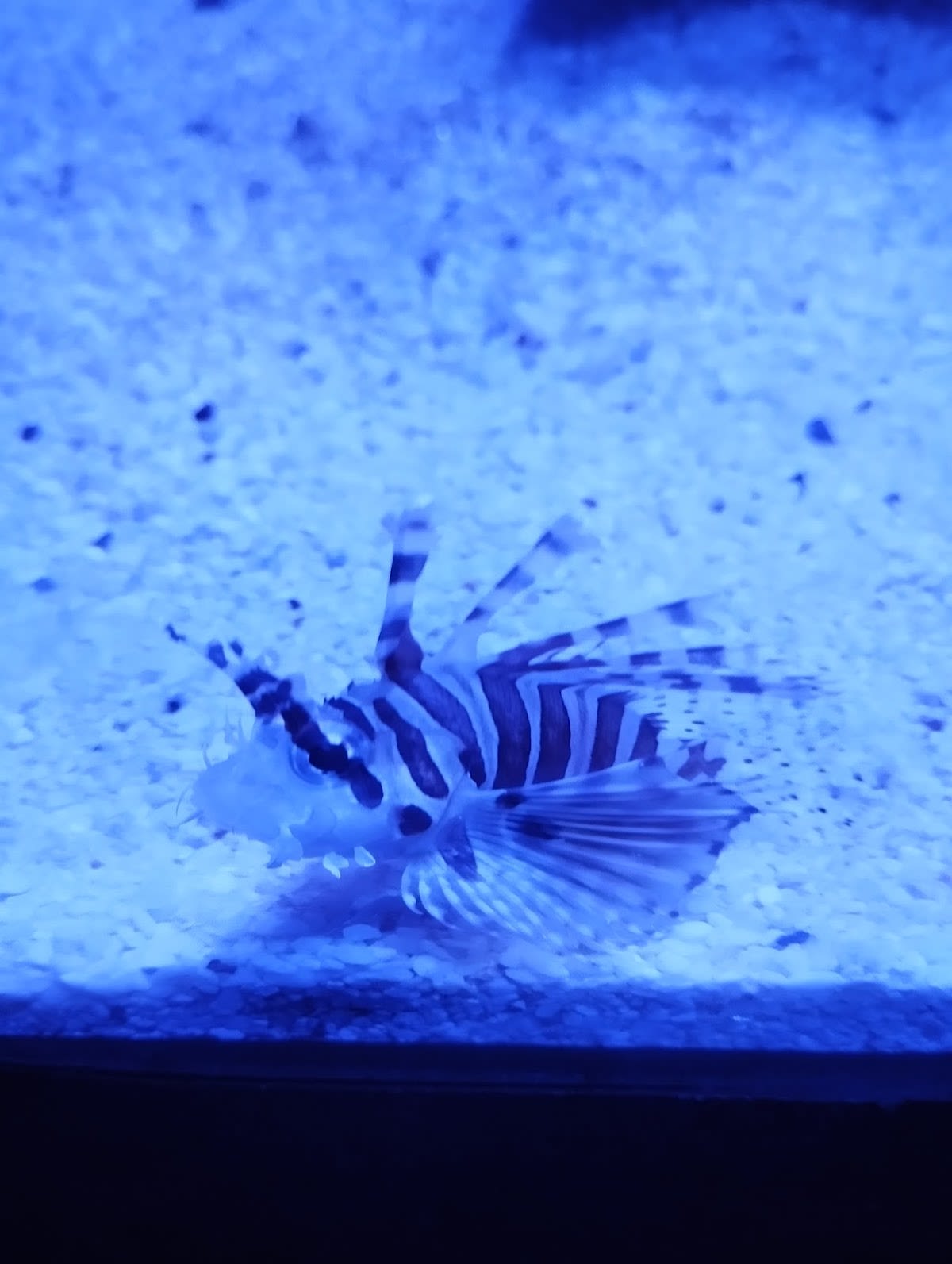 Safari Zoo Aquarium