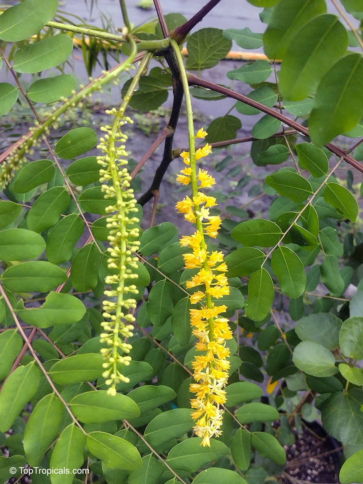 Karachi University Botanical Garden