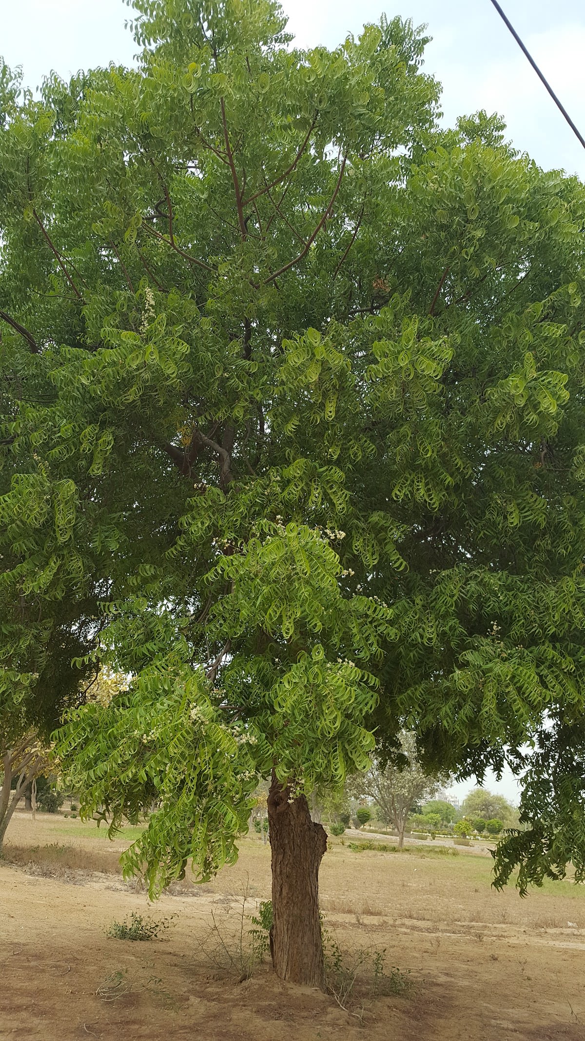 Arboretum/ woodland