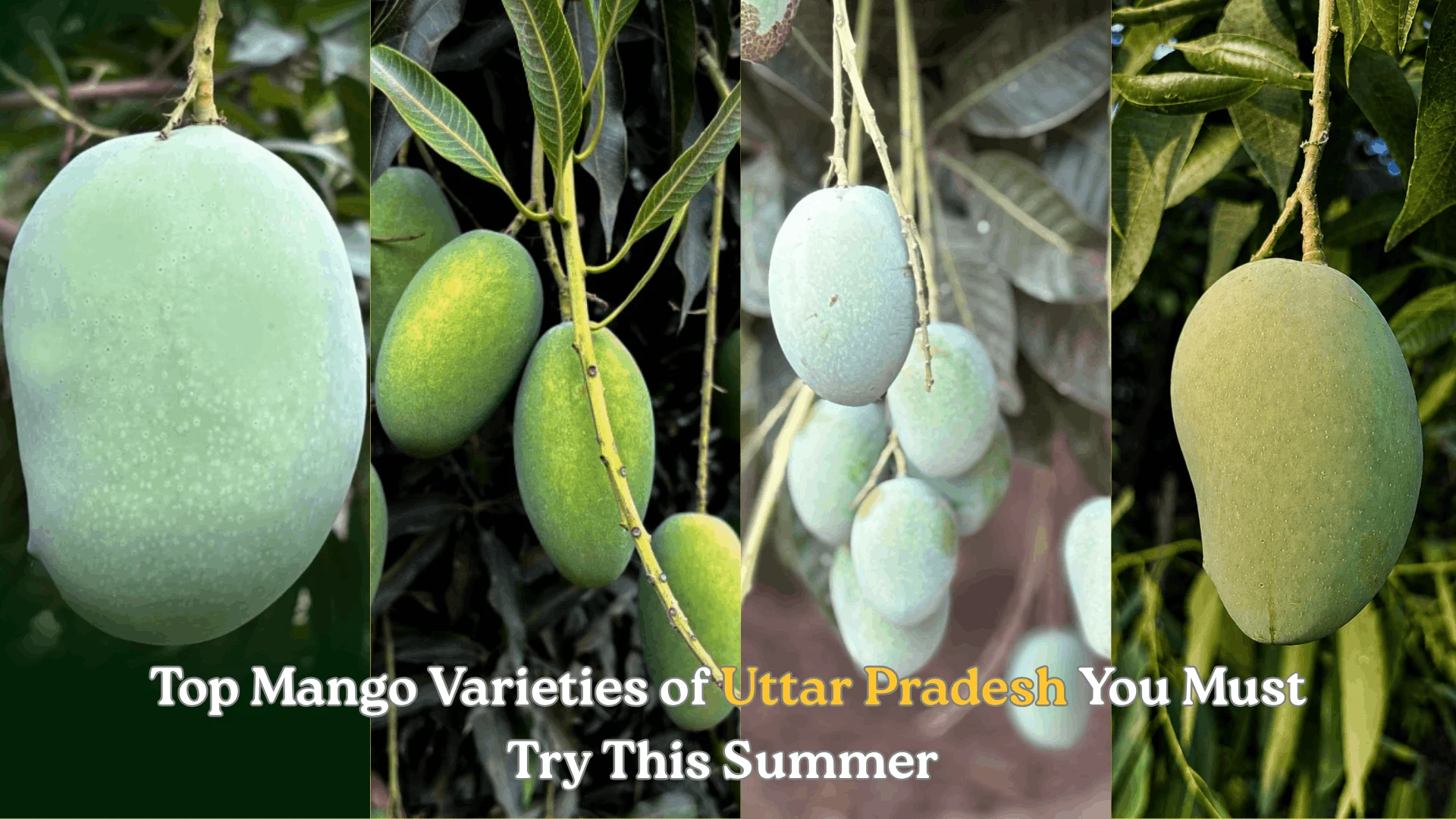 Top Mango Varieties of Uttar Pradesh You Must Try This Summer  