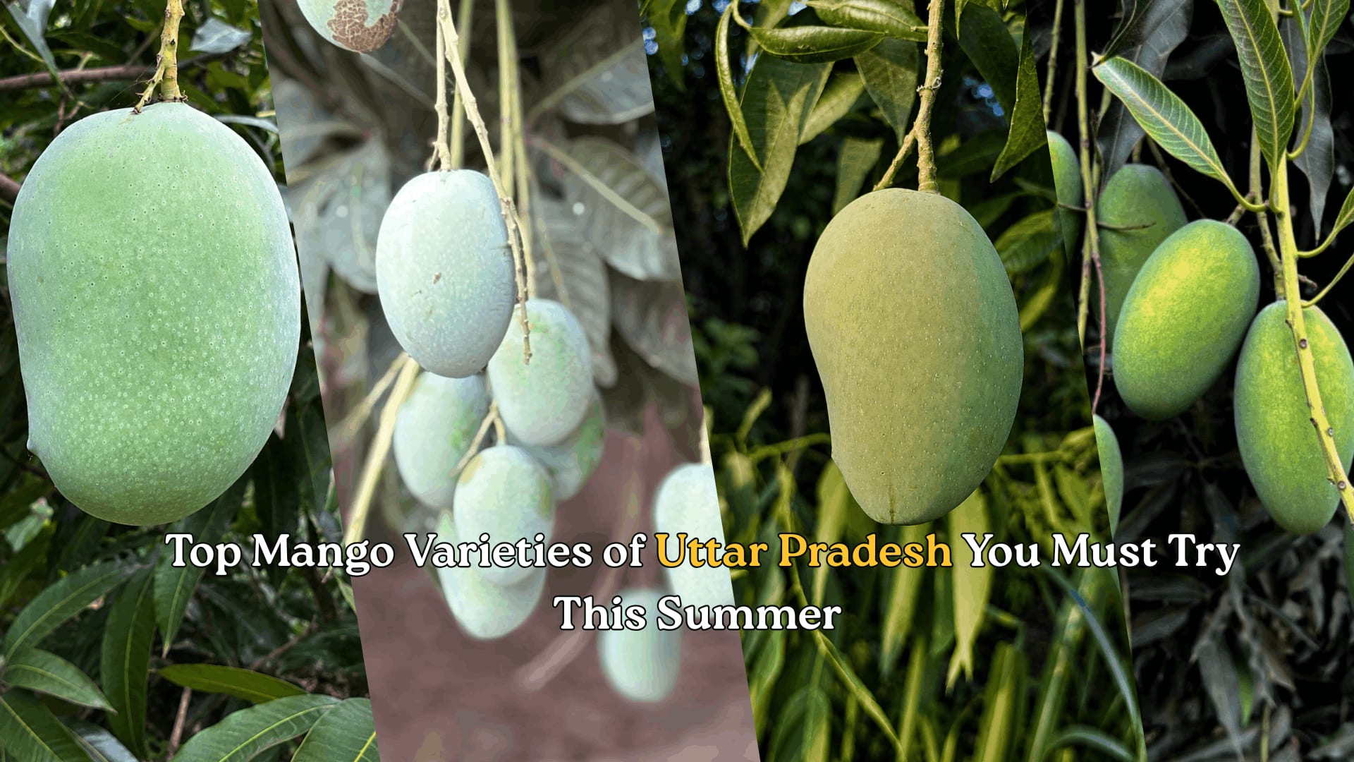 Top Mango Varieties of Uttar Pradesh You Must Try This Summer  and Get Them Directly from KaashtKart 