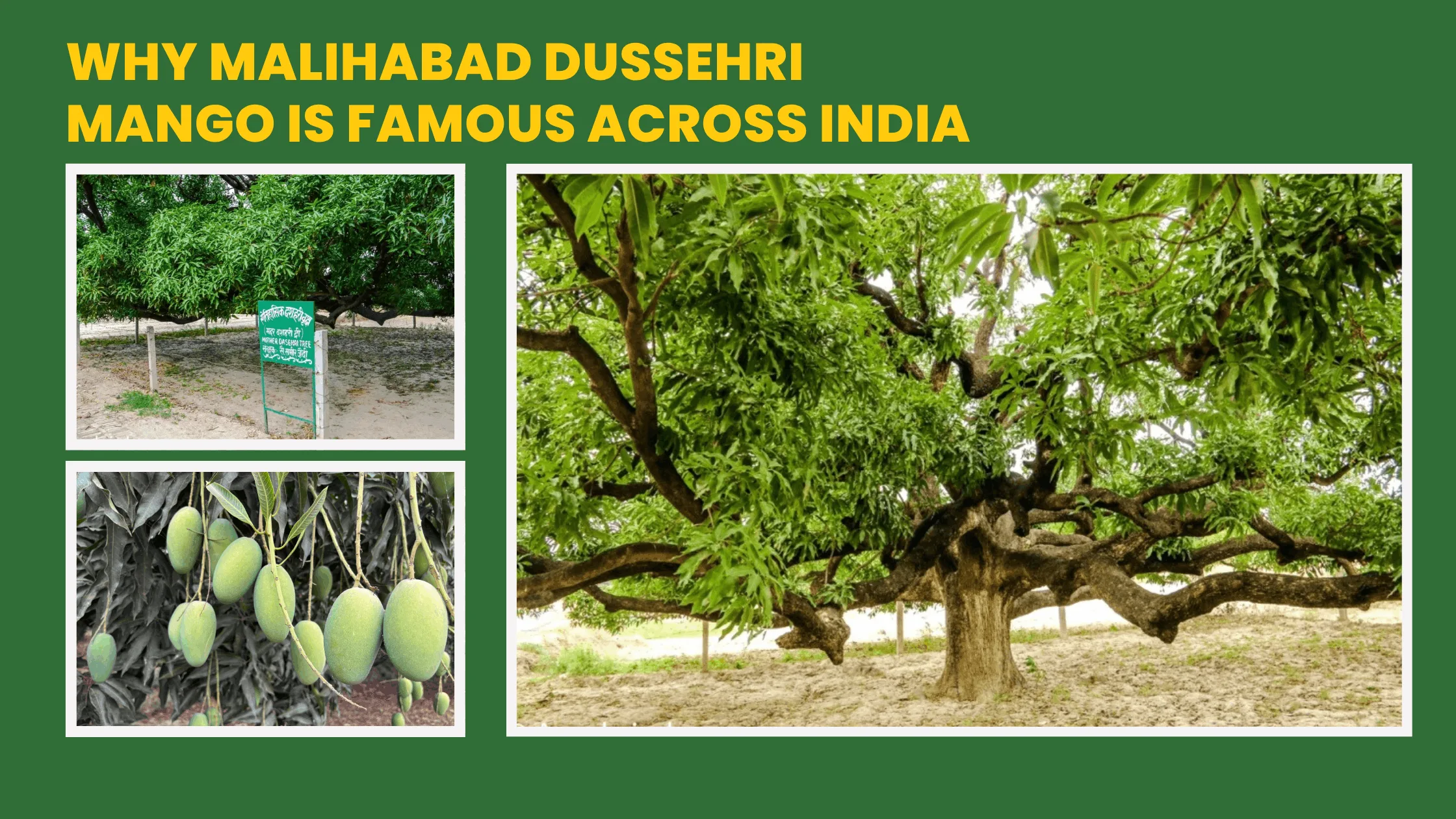 Why Malihabad Dussehri Mango is Famous Across India  