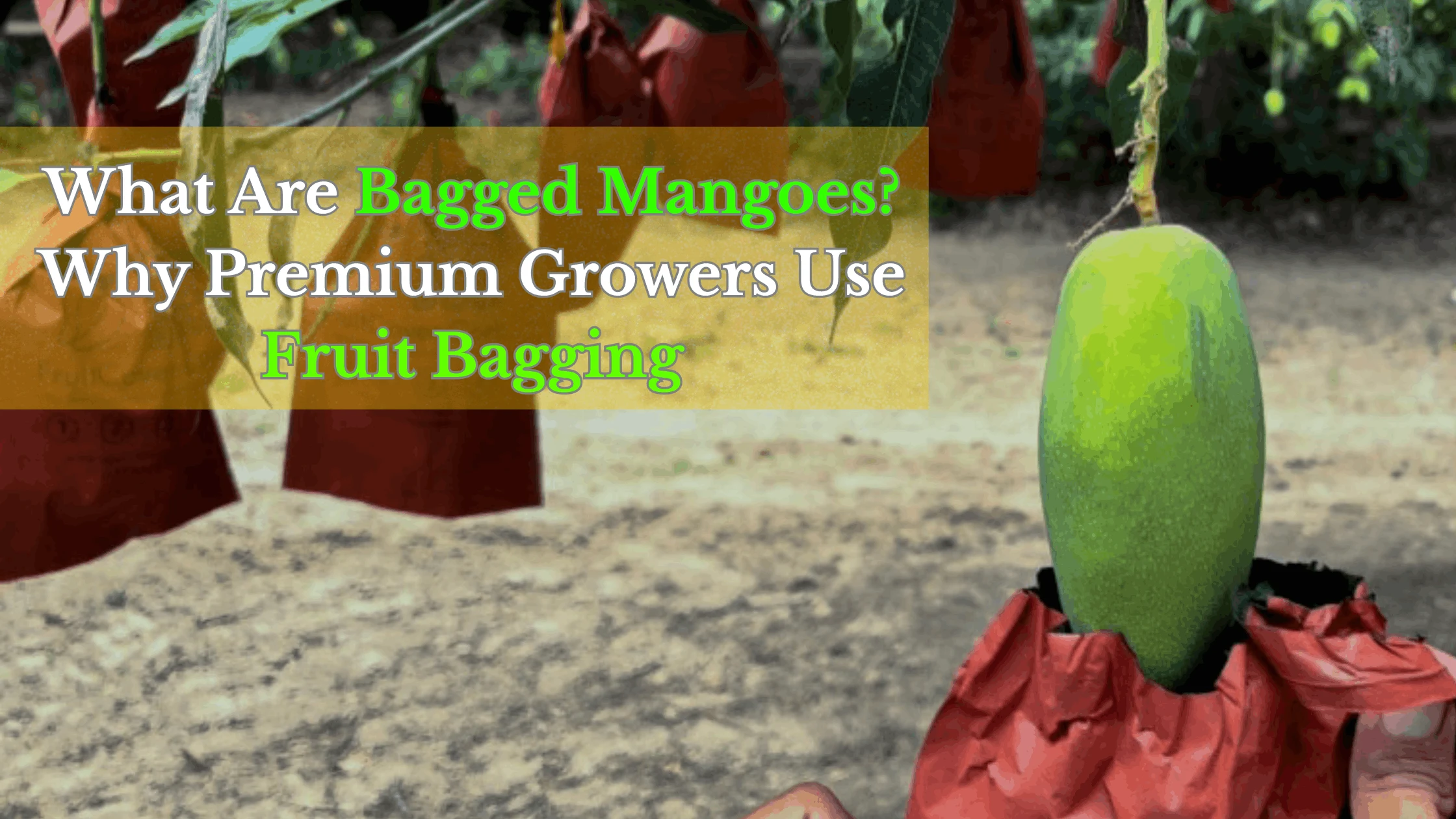 What Are Bagged Mangoes? Why Premium Growers Use Fruit Bagging