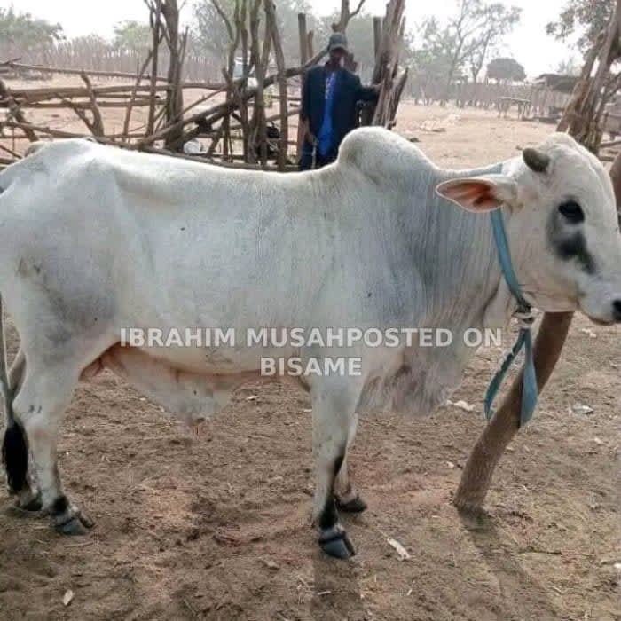 Cattle