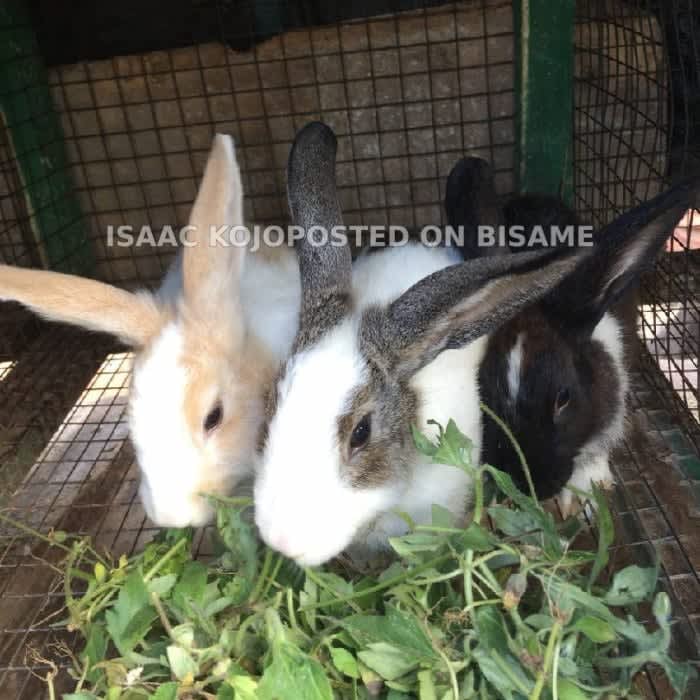Healthy Rabbits 🐇🐇🐇