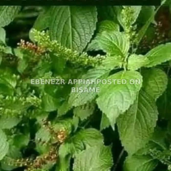 Ebenezer Herbal And Spiritual  Centre - nature🌿🍃 products
