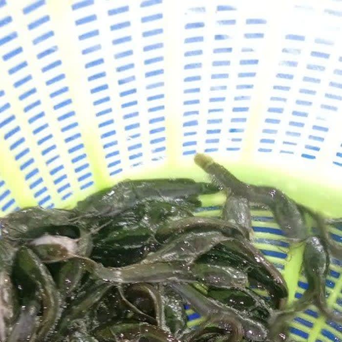 CATFISH FINGERLINGS AND JUVENILE For Sale 