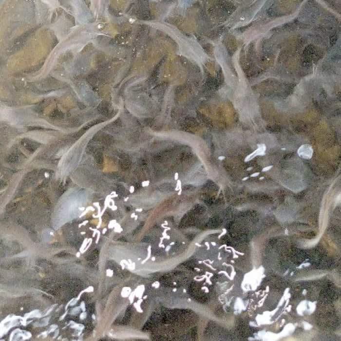 CATFISH FINGERLINGS AND JUVENILE