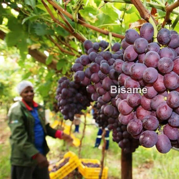 Jumbo Grapes Seedlings 
