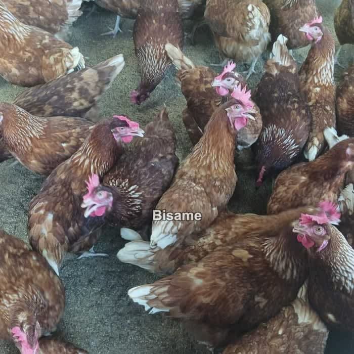 A fully Operational Poultry Farm for Sale