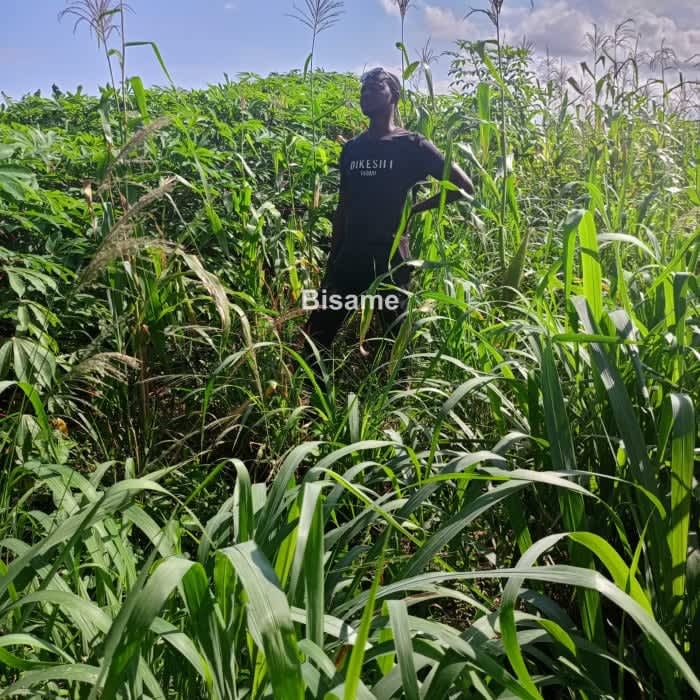 LAND FOR SALE