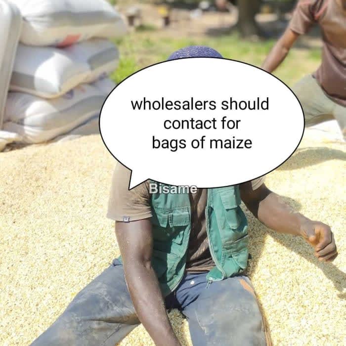 Bags Of Maize For Wholesalers And Retailers  Nkoranza South