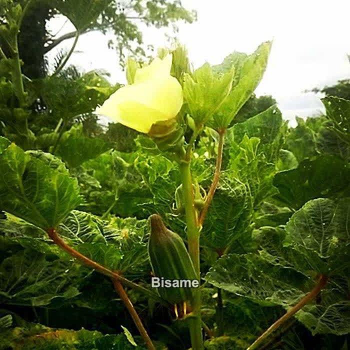 Vegetables Farming 