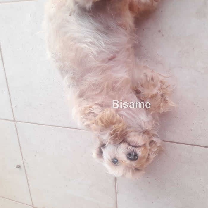 3months Old Female Poodle/Dog For Sale