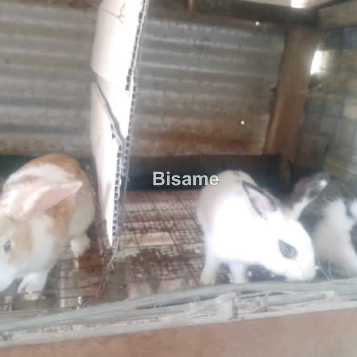 Charles Rabbit Farm