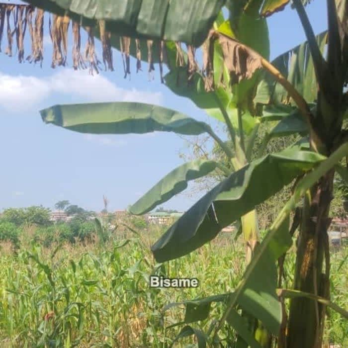 BOAMAH FARMS