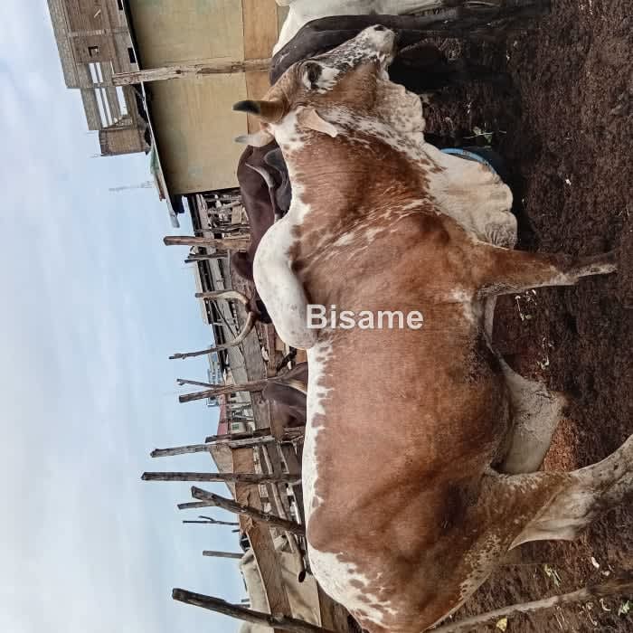 Atiafarms 