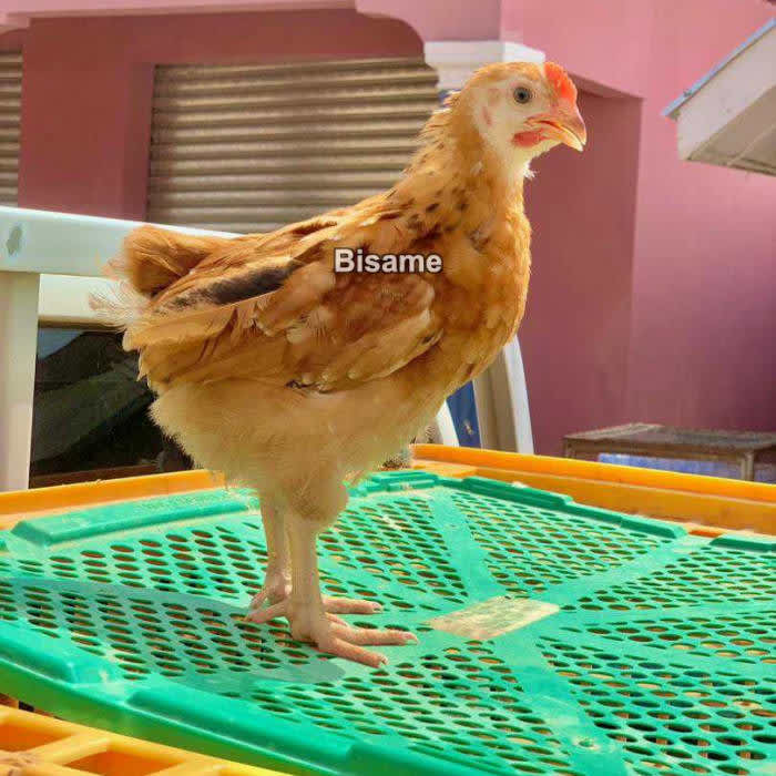 ADAMS FARMS 