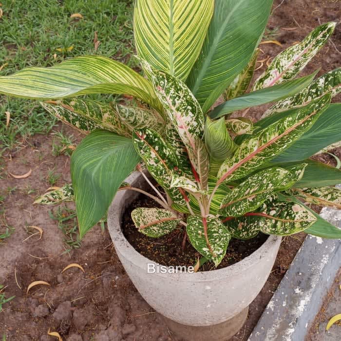 ADOM GARDEN 
