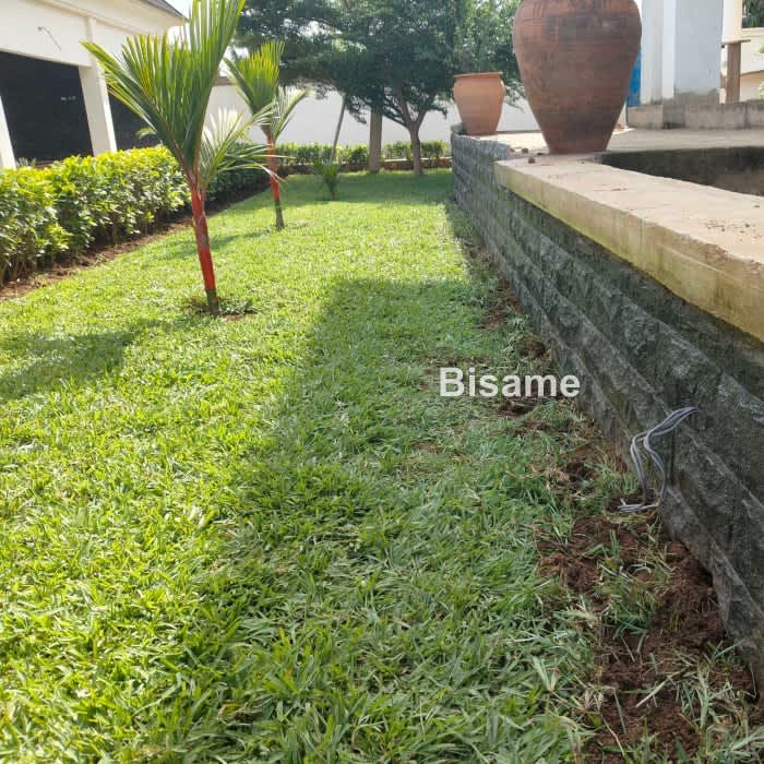 Oasis Landscape