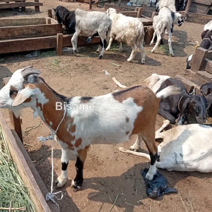 Goat Market
