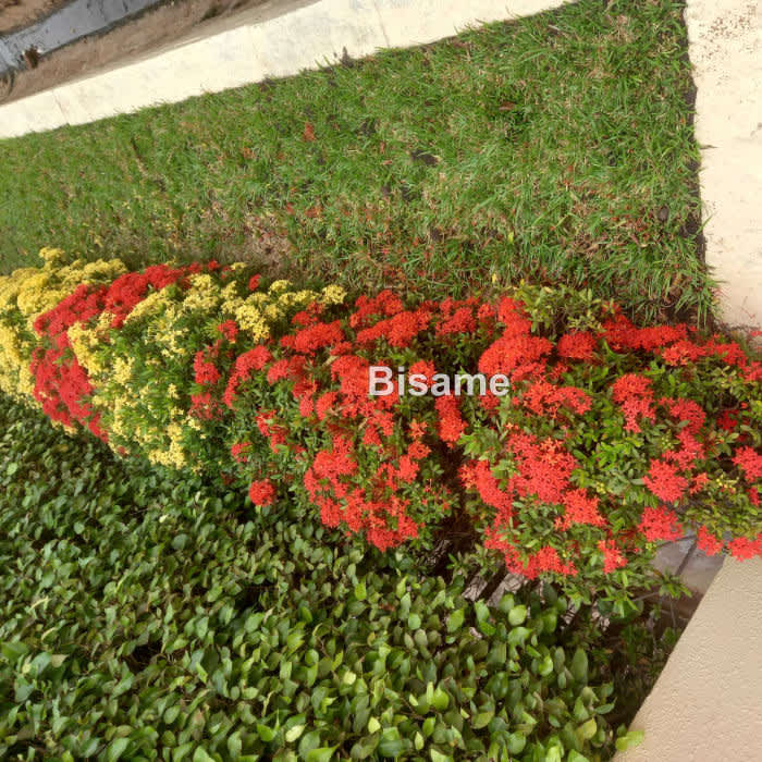 Eben Landscaping 