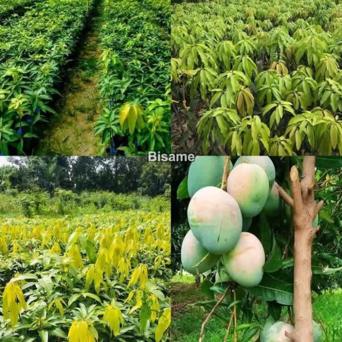 ELAVAYNO Agric Seedlings