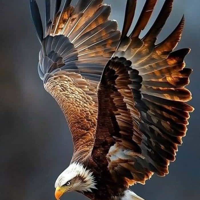 Winfred ADJEI's profile picture