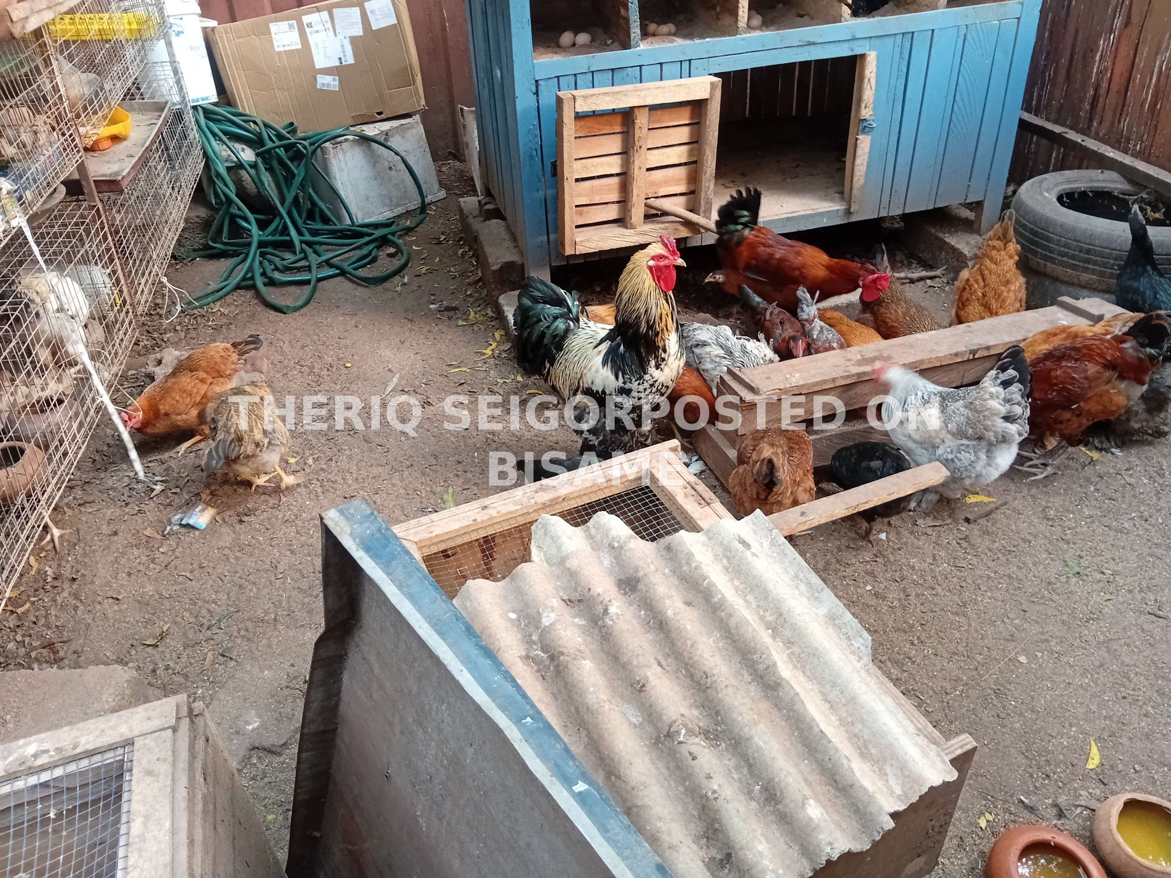 Fowls for sale - Fulani, Brahma, Local - 3 months old 