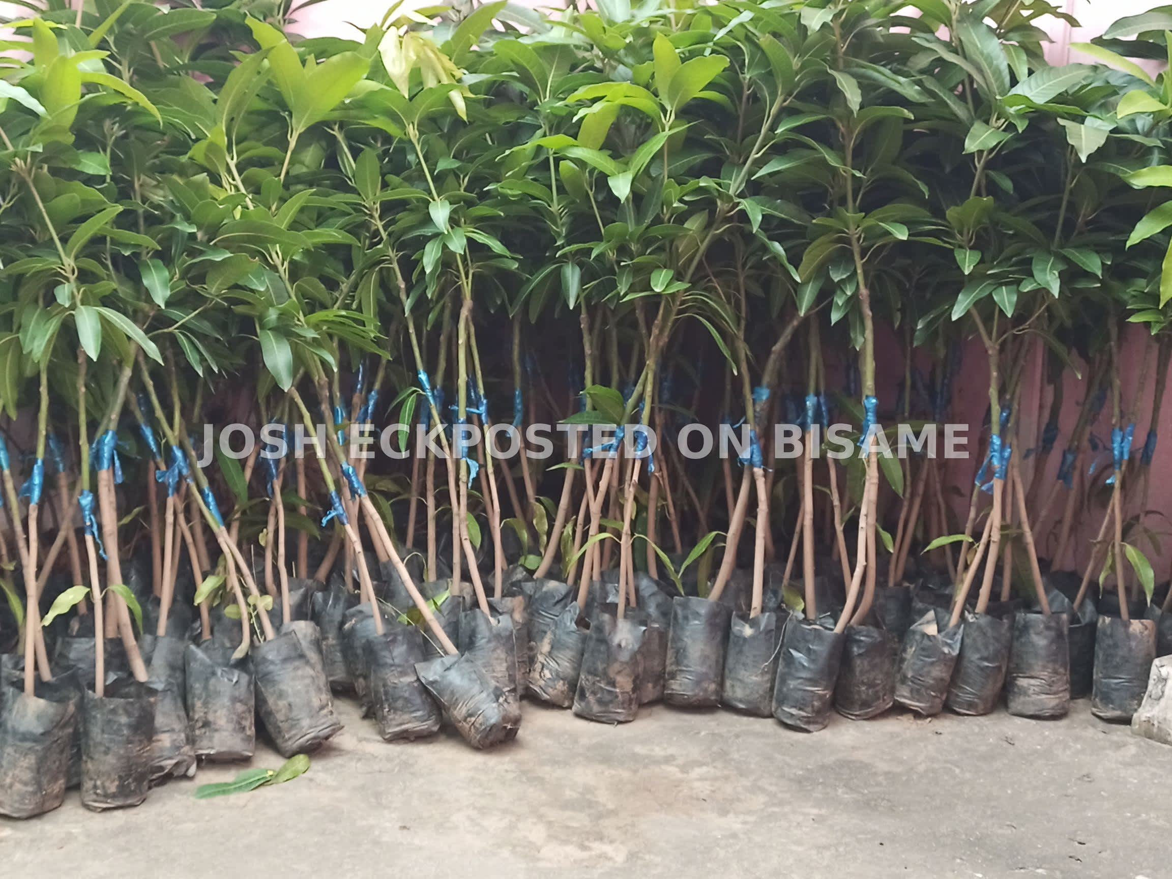 premium Grafted Mango Seedlings