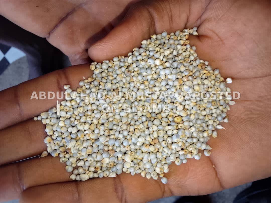 Premium Imported Millet – Fresh & Clean
