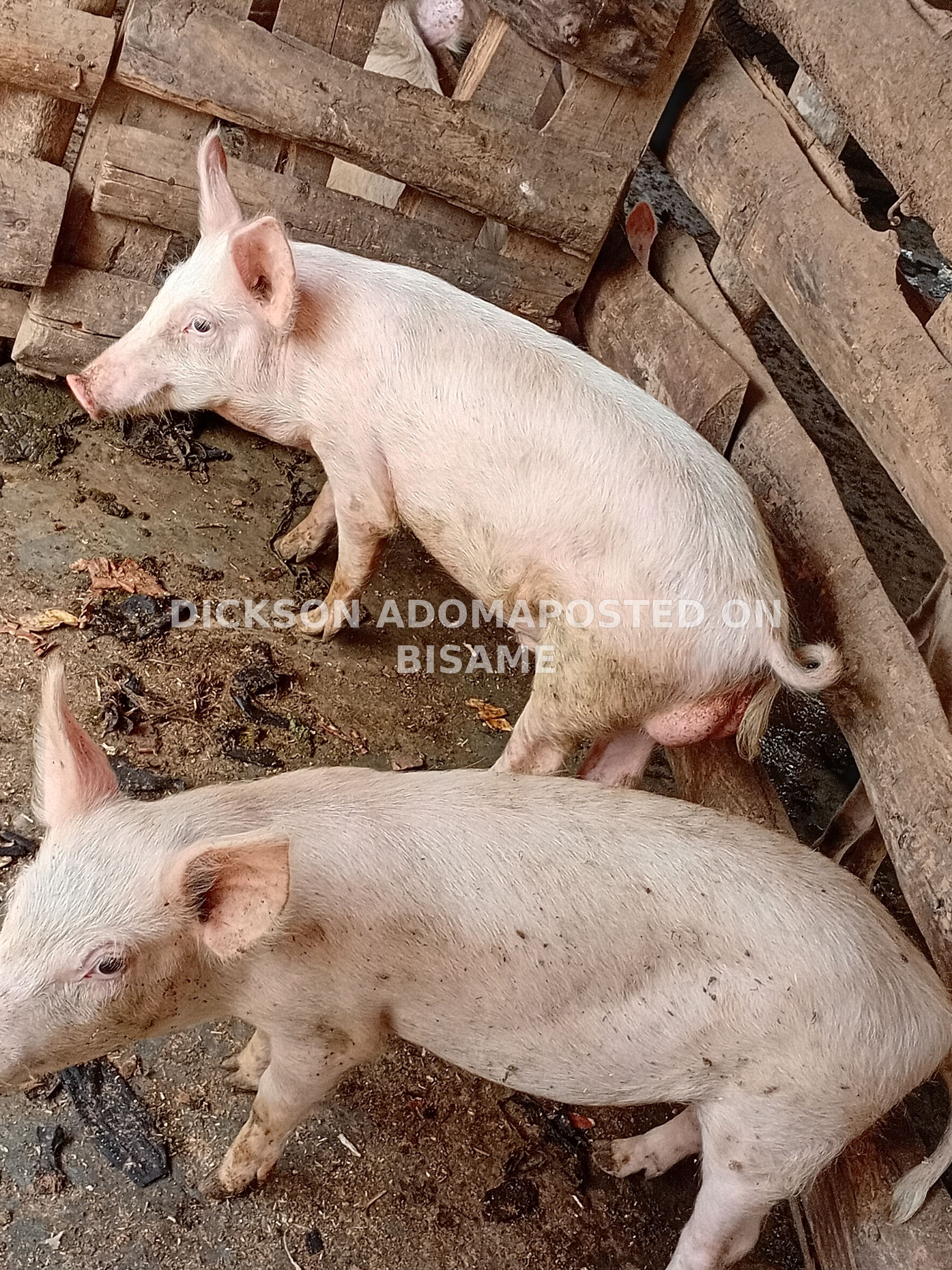 Pigs and Piglets 