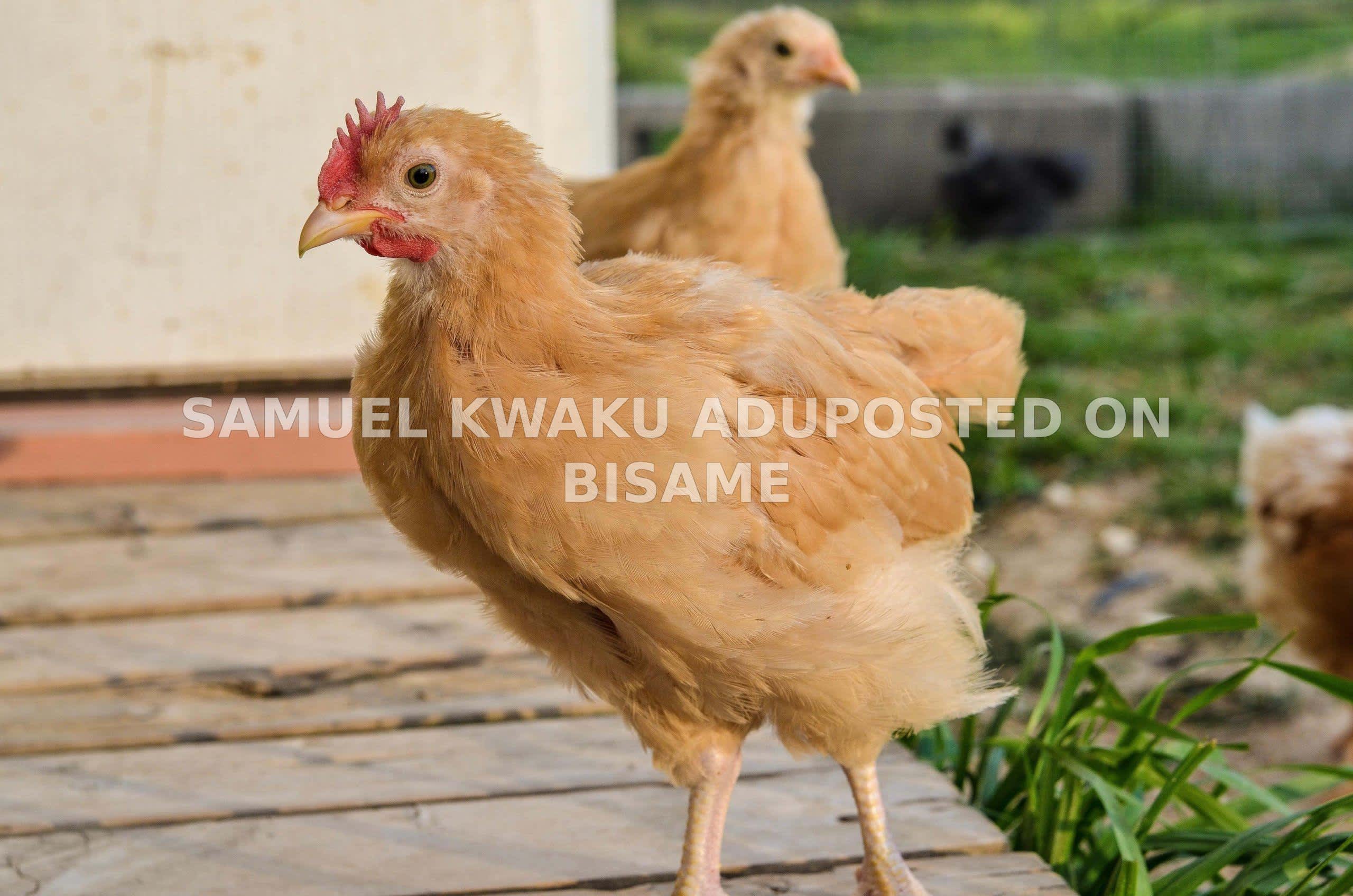 Young Chicken/Chicks