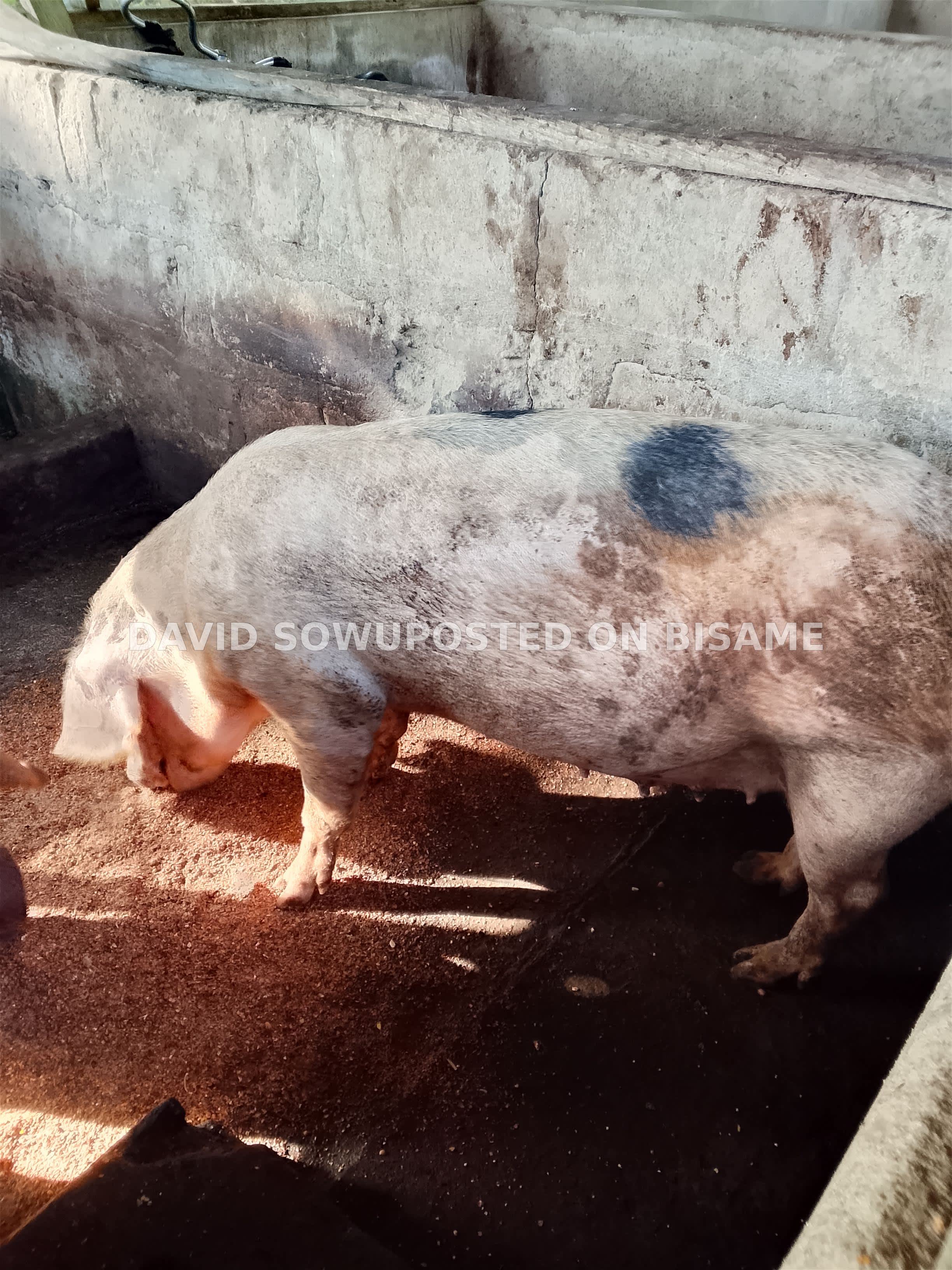 Pigs for sale