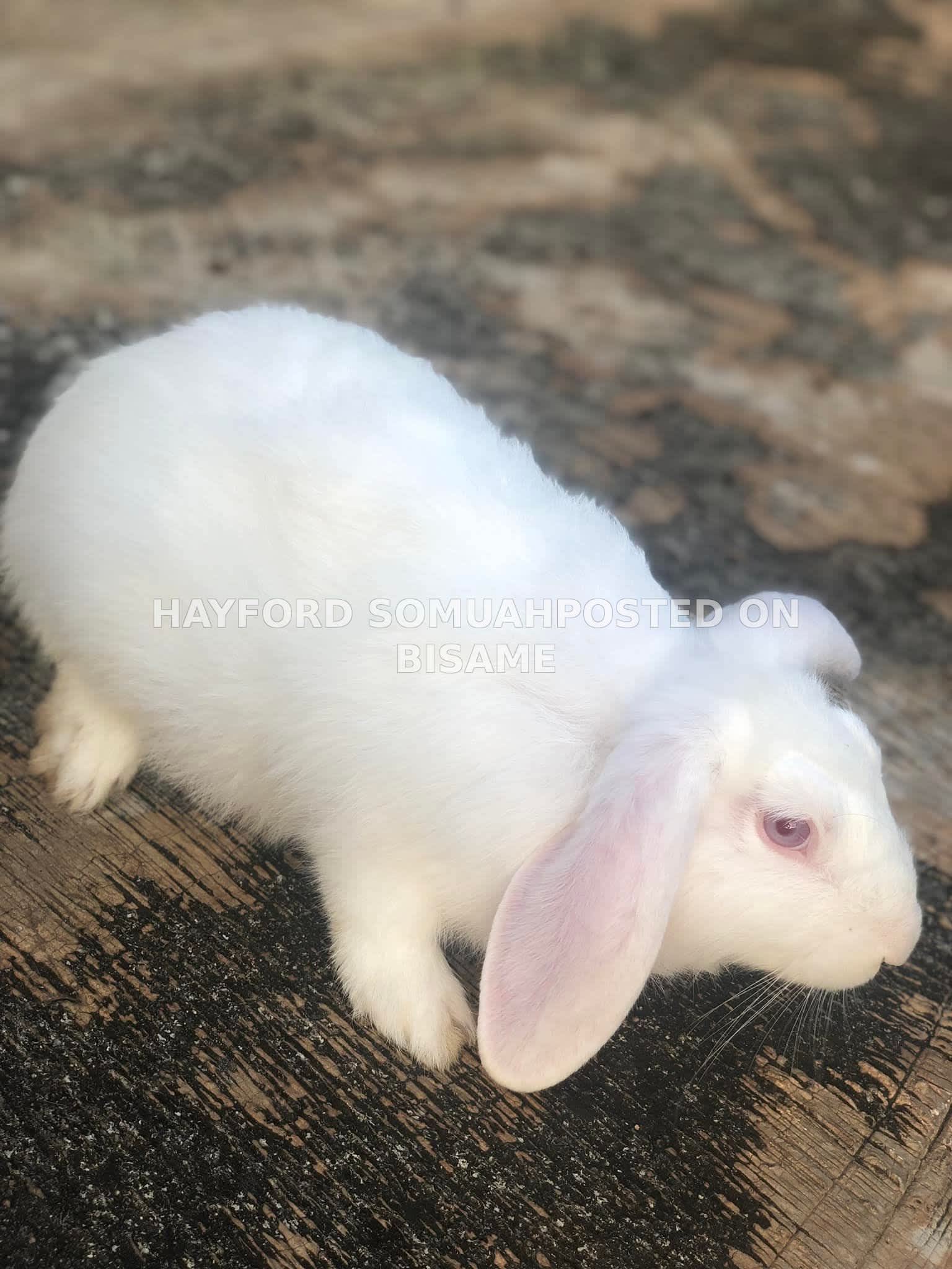 Rabbit 