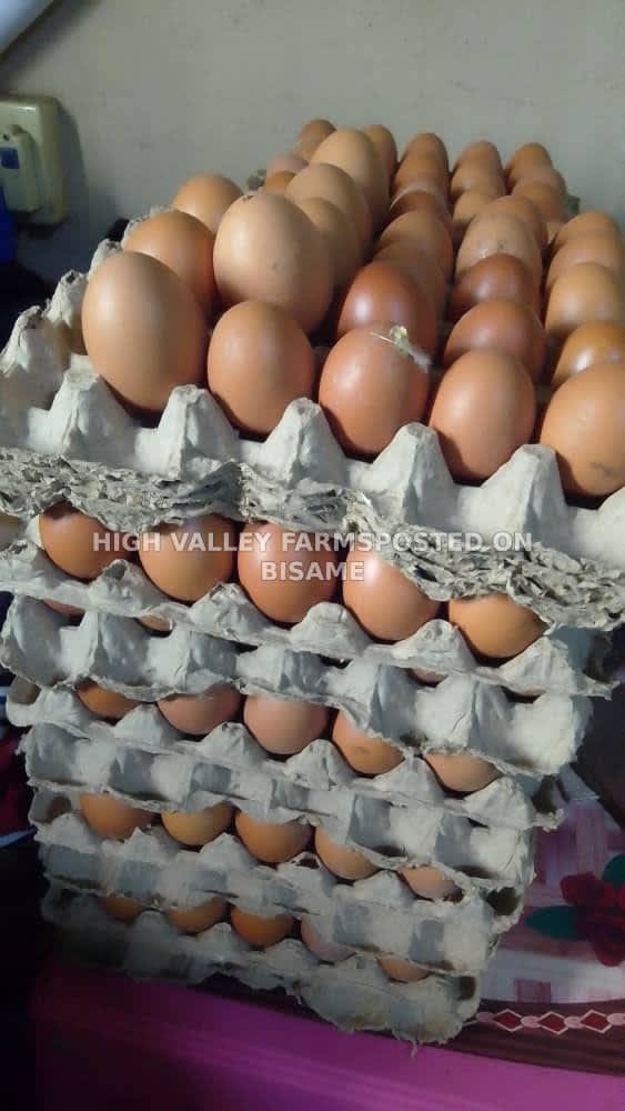 Organic chicken eggs