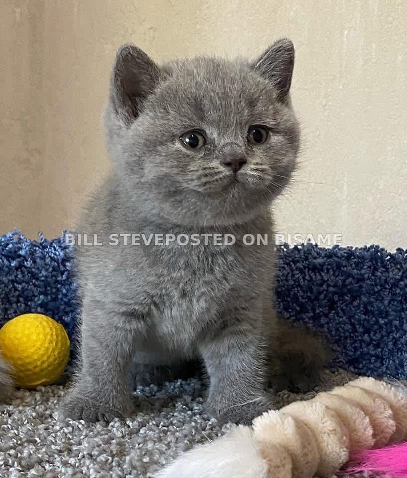 Persian cat