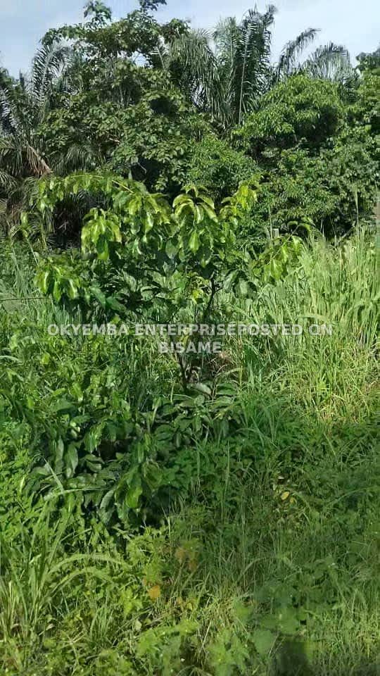 Farm Lands for Sale @ Fanteakwa North Begoro - Eastern Region 