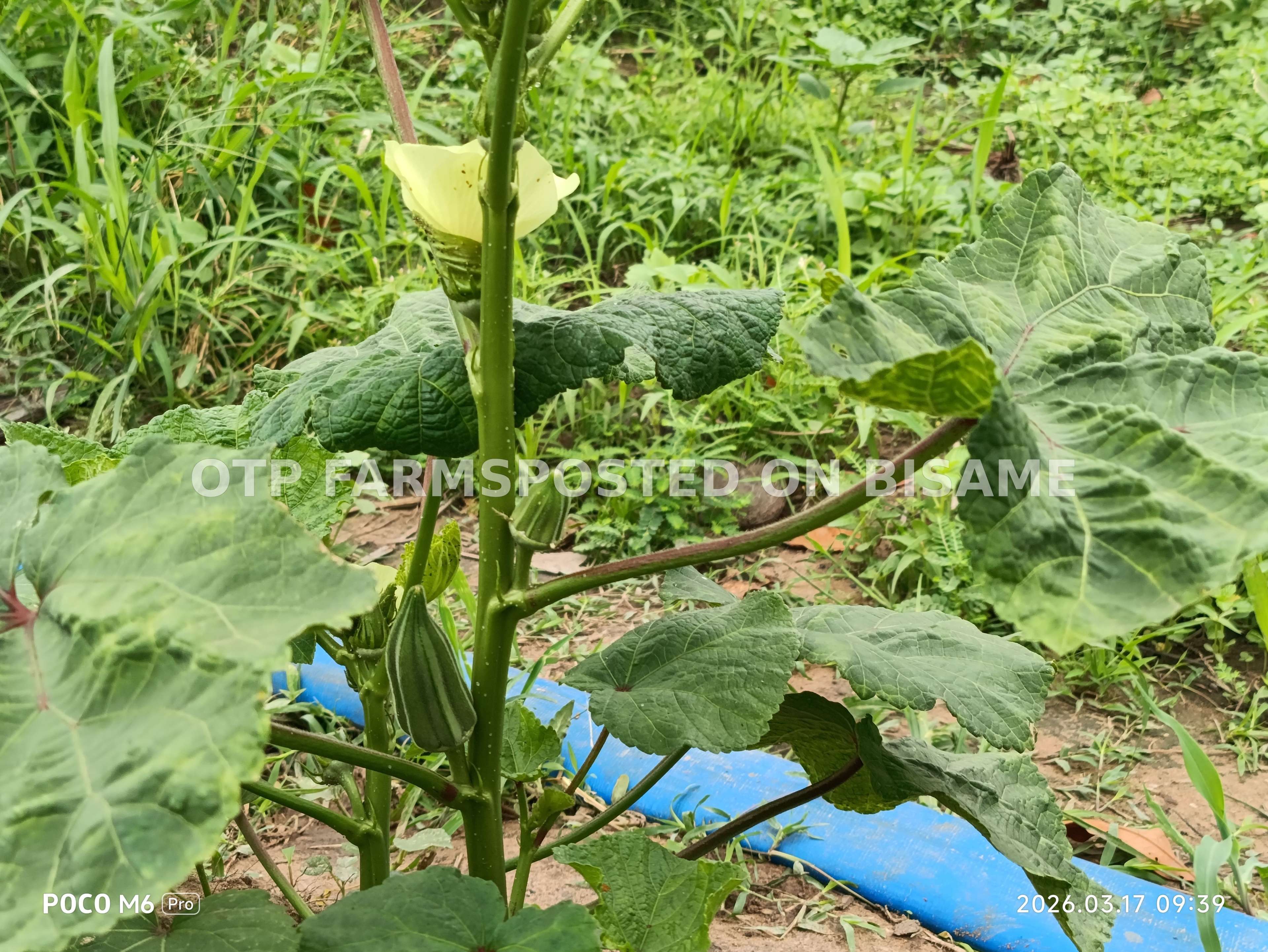Irrigation Hoses 