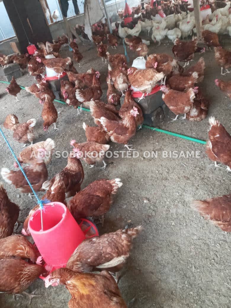 bless farm animals